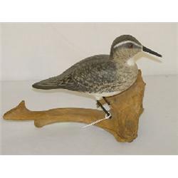 CARVED &PAINTED SHOREBIRD SIGNED AL GIANGRAUDE (?)