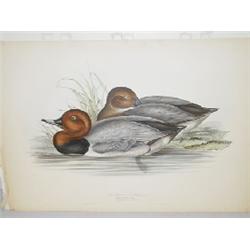 J & E GOULD PRINT "RED HEADED PORHARD" PRINTED BY C. HULLMANDEL (14 3/4" X 21 3/4")