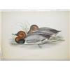 Image 1 : J & E GOULD PRINT "RED HEADED PORHARD" PRINTED BY C. HULLMANDEL (14 3/4" X 21 3/4")