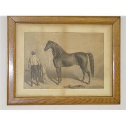 EARLY STEEL ENGRAVING OF BLACK STALLION W/ RIDER IN STALL