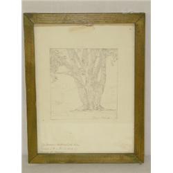 PENCIL SKTECH OF WETHERSFIELD ELM BY FRANK WAUGH