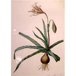 A GROUP OF EIGHT BOTANICAL PRINTS