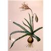 Image 1 : A GROUP OF EIGHT BOTANICAL PRINTS