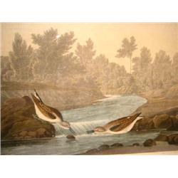 PRINT, JOHN J. AUDUBON, LITTLE SANDPIPER, Engraved, printed and coloured by R. Havell 1836, Plate CC