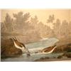 Image 1 : PRINT, JOHN J. AUDUBON, LITTLE SANDPIPER, Engraved, printed and coloured by R. Havell 1836, Plate CC