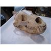 Image 2 : ANIMAL SKULL
