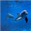 Image 2 : Mother Ocean - Mexico by Wyland