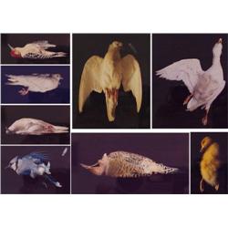 Brenda Zlamany (20th Century) American (eight)
