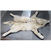 Image 1 : ARCTIC WOLF TAXIDERMY RUG