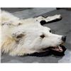 Image 2 : ARCTIC WOLF TAXIDERMY RUG