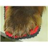 Image 3 : BEAR RUG, WINTER BEAR, CINNAMON COLOR