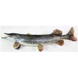 42" mounted Northern Pike