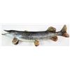 Image 1 : 42" mounted Northern Pike