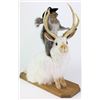 Image 2 : Mounted jackalope with buckaroo squirrel