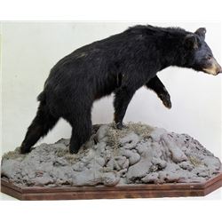 Small black bear mount