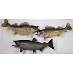 Collection of 3 mounted fish includes