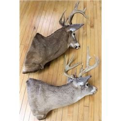 Collection of 2 white tail mounts