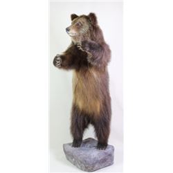 Mounted standing small Grizzly bear