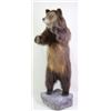 Image 1 : Mounted standing small Grizzly bear