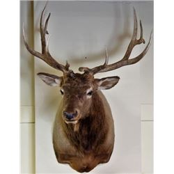 Mounted bull elk 6 point,