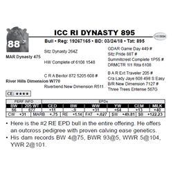 ICC RI DYNASTY 895