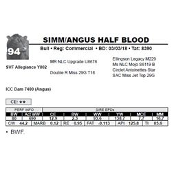 SIMM/ANGUS HALF BLOOD