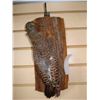 Image 1 : TAXIDERMY WOODPECKER