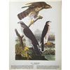 Image 1 : c1946 Audubon Print, #141 Goshawk