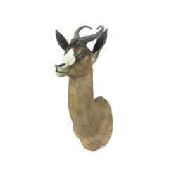 Spring Bok Shoulder Trophy Mount. Height 28"