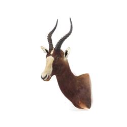 Blesbok Shoulder Trophy Mount. Height 32"