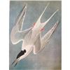 Image 1 : c1946 Audubon Print, #240 Roseate Tern