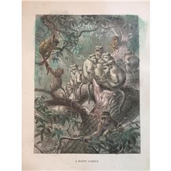 19thc Engraving, Baboon Family