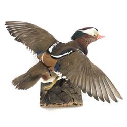Mandarin Duck In Flight Trophy Wall Mount