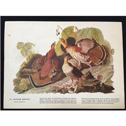c1946 Audubon Print, #41 Ruffed Grouse
