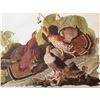 Image 2 : c1946 Audubon Print, #41 Ruffed Grouse