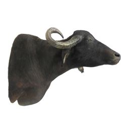 Water Buffalo Shoulder Trophy Mount