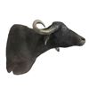 Image 1 : Water Buffalo Shoulder Trophy Mount