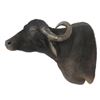 Image 2 : Water Buffalo Shoulder Trophy Mount