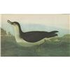 Image 1 : c1946 Audubon Print, Manx Shearwater #295