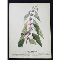 c1946 Audubon Print, #49 Cerulean Warbler