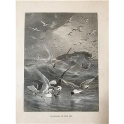 19thc Engraving, Gleaners Of The Sea