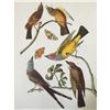 Image 1 : c1946 Audubon Print, #359 Three Tyrant Flycatchers