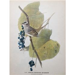 c1946 Audubon Print, White-Crowned Sparrow