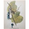 Image 1 : c1946 Audubon Print, White-Crowned Sparrow