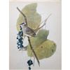 Image 2 : c1946 Audubon Print, White-Crowned Sparrow