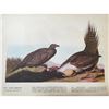 Image 1 : c1946 Audubon Print, #371 Sage Grouse