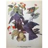 Image 1 : c1946 Audubon Print, White-Crowned Pigeon