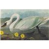 Image 1 : Mid 20thc Audubon Print, Whistling Swan