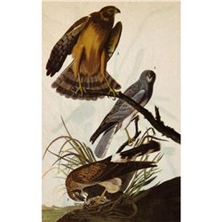 c1946 Audubon Print, Marsh Hawk, #356