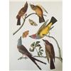 Image 1 : c1946 Audubon Print, #359 Three Tyrant Flycatchers
